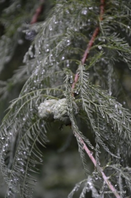 ombre,St Astier,St georges de Monclar,pluie,kois 103.JPG