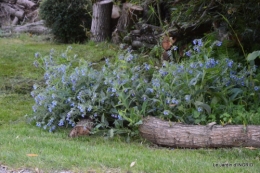 jardin soir et matin 063.JPG