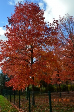 petit érable,le canal et lejardin àl'automne 122.JPG