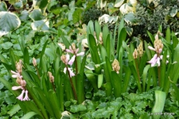 jonquilles,aubriétia,pervenche,primevères,lamier,crocus,violettes,cognassier du japon,euphorbe myrsinittes,prunus sauvage
