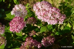 rose trémières,INES,,en ce moment en juin 053.JPG
