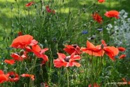 cygnes,Sophie,jardin en mai 054.JPG