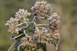 vieilles photos,givre,dentelles 103.JPG
