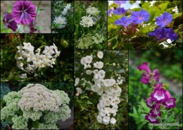 2014-10-27 jardin,citrouille Issigeac,moulin Violette,Besse,Arya.jpg