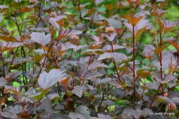 roses,Lalinde,toit cabane,pourpre,eglise,jardin tondue 086.JPG