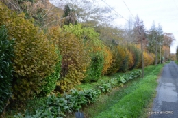 troc,automne,serre 040.JPG