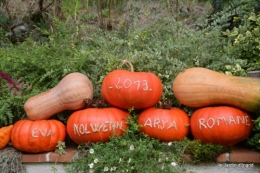 jardin octobre,chez Marylaur,Arnaud ,Ariane,la mer,sauges 023.JPG