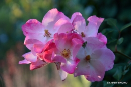 jardin Mme Perichou,grandes fleurs,bouquet,jardin 118.JPG