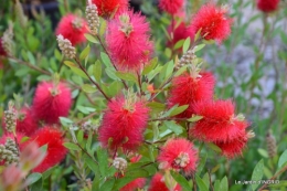 Cadouin,ancolies,roses,pollen,osier,photos Fabien,coquelicots 001.JPG