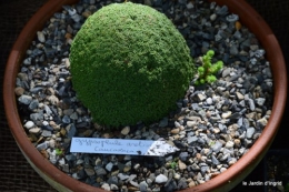 mariage,jardin,la Brande,figues 101.JPG