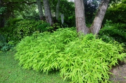 bienvenue au jardin,juin jardin 032.JPG
