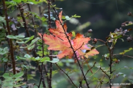 brouillard le matin d'automne 048.JPG