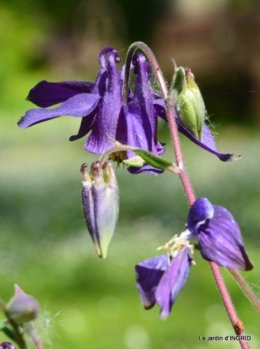 colline,orchidée,nature,jardin fleuri 033.JPG