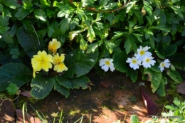 kakis,dernières fleurs,pt jardin,Julie,bassin 055.JPG