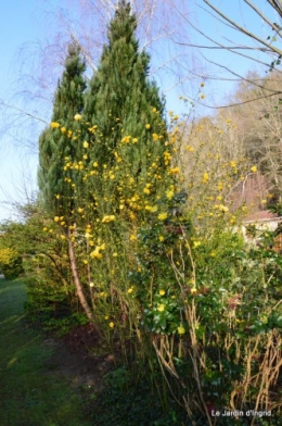 jonquilles ,primevères,après la tonte 050.JPG