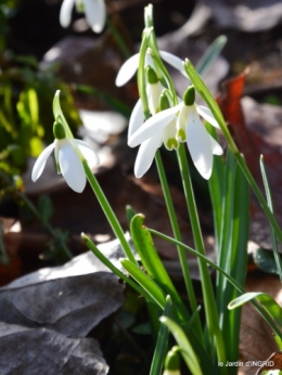 perce-neige,héllébore,oiseaux,bois 075.JPG