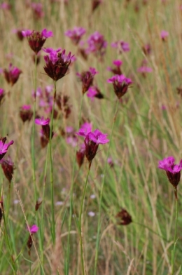 Dianthus_carthusianorum_ssp._carthusianorum_Berlin_14_110611.jpg