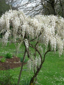 avril2012 020.JPG