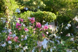 fleurs petit jardin,bouquets,grand jardin 049.JPG