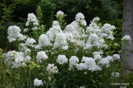 jardin juillet 013.JPG