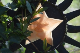 février,perces-neiges,hamamélis,paquerettes 090.JPG