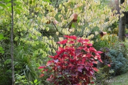 lantanas,jardin aout, 044.jpg