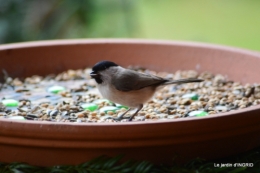 givre,colline,oiseaux,neige 105.JPG