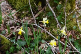 jonquilles dans les bois 028.JPG