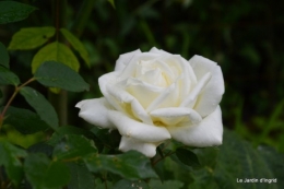 fleurs Beaumont,bouquet,tableau,serre,plants 052.JPG
