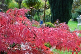 travaux,érable rouge,abeilles,Monpazier,jardin 114.JPG