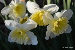 bouquet mamy,jacinthes,semis,jardin 078.JPG