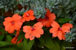 travaux,érable rouge,abeilles,Monpazier,jardin 055.JPG