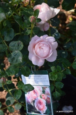 Fouleix,cygnes,Inès,jardin 055.JPG