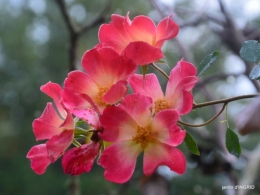 couleurs d'automne,bouquet,lune 012.JPG