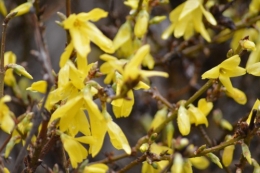 les euphorbes,jacinthes,jonquilles,forsythia,cognassier du japon,coronille,cardamine,magnolia,coucou,mahonia,érable