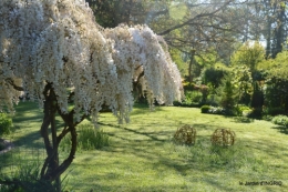 rosier de banks,jardin,cygnes,osier 009.JPG