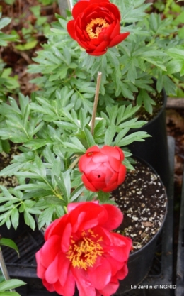 Fouleix,marguerites,hostas 027.JPG