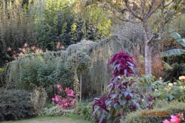 citrouilles,jardin,Combarel 013.JPG