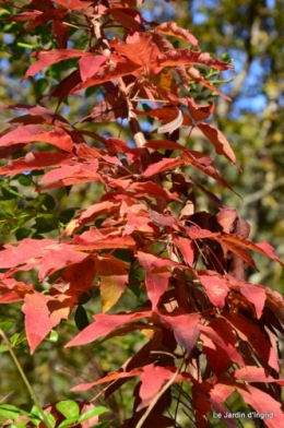 jardin automne,Arya avec Nicky 012.JPG