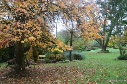 automne au jardin 023.JPG