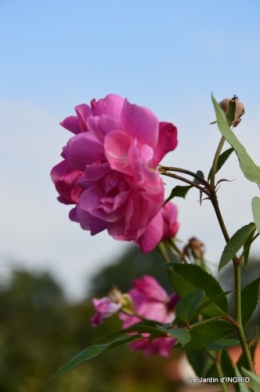 jardin Mme Perichou,grandes fleurs,bouquet,jardin 035.JPG