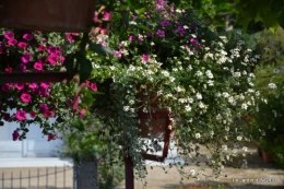 jardin,les filles,gerbera,Lalinde 131.JPG