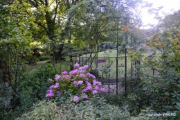 jardin été,hydrangeas,journaliste 154.JPG