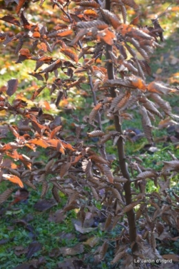dernières automne,givre,chat 060.JPG