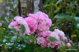 mon coin,Monique,les oies,mon jardin 074.JPG
