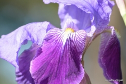 Ciron,pivoine,escargot,jardin,ancolie,glycine 144.JPG
