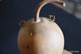 courge pelerine