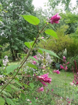 fuschias,sauges,asters,pour le troc, 046.JPG
