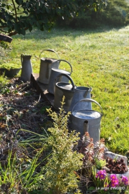 saumon,paquerettes,jardin blanc 050.JPG