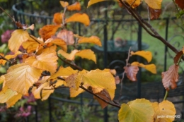couleurs d'automne,bouquet,lune 109.JPG